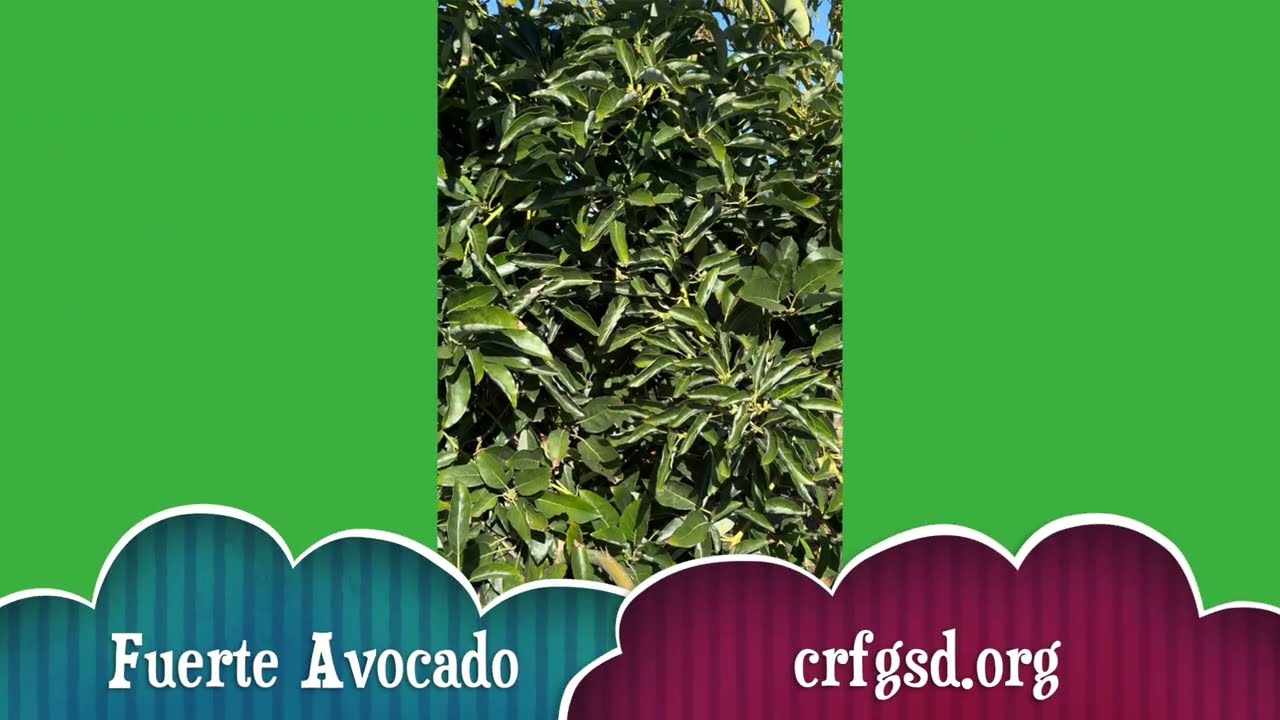 CRFG FUERTE AVOCADO PROFILE