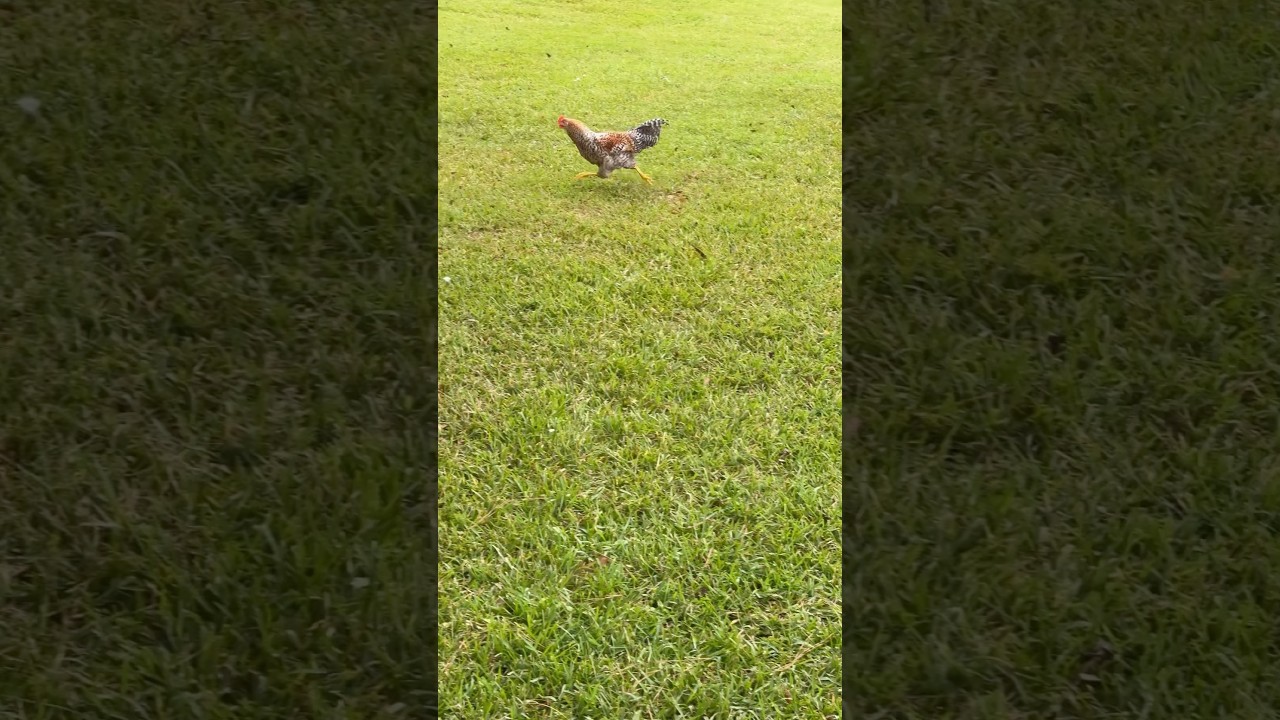 Fastestest Chicken on Earth😎