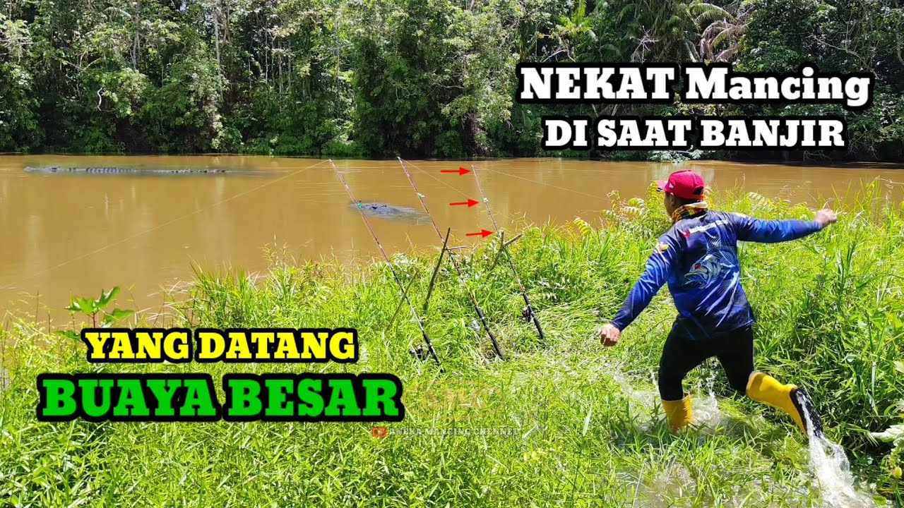 NGERI..!!Nekat Mancing Disungai Disaat Banjir Di Datangi Buaya Besar