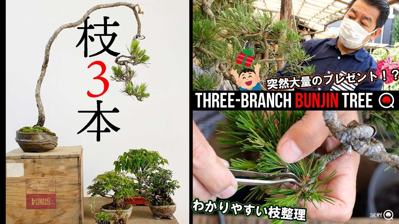 【赤松】枝3本の文人木！超わかりやすい芽の整理と席飾りの準備【盆栽Q】