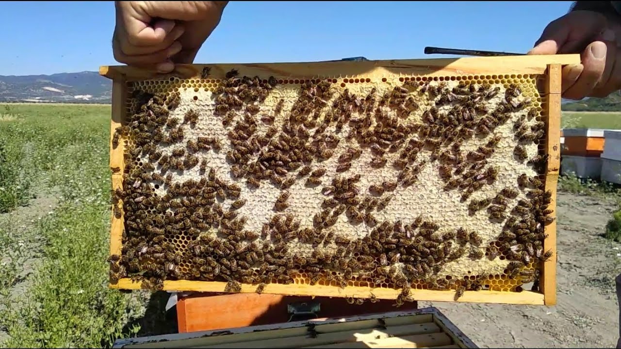 2 tane ana arılı kovan nasıl bal yapar?
