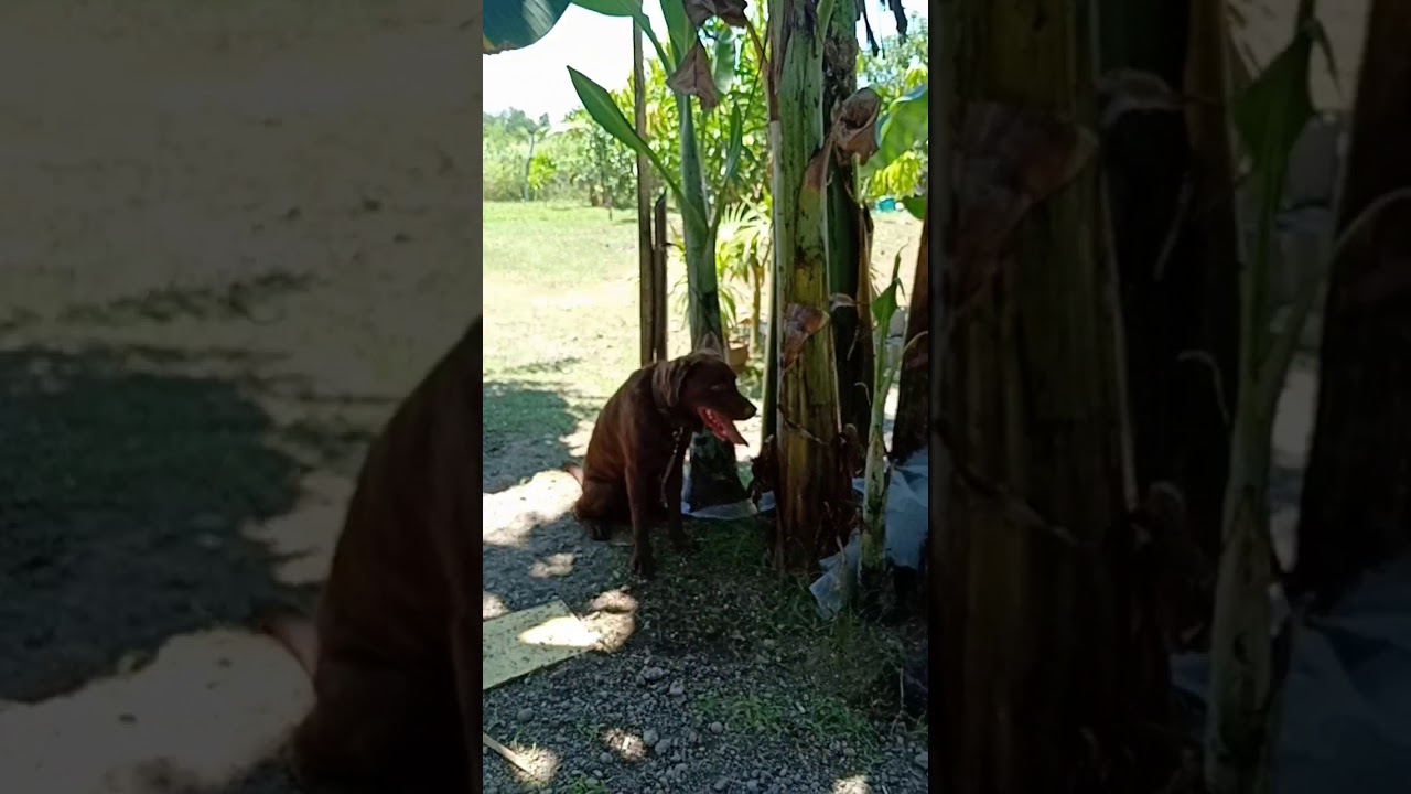 Labrador huge tongue with super saliva