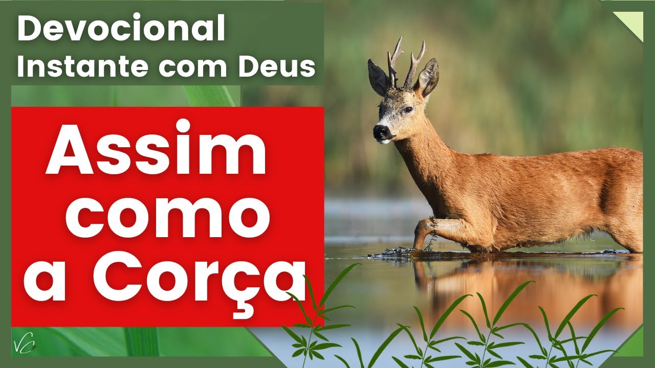 Devocional: Assim Como a Corça