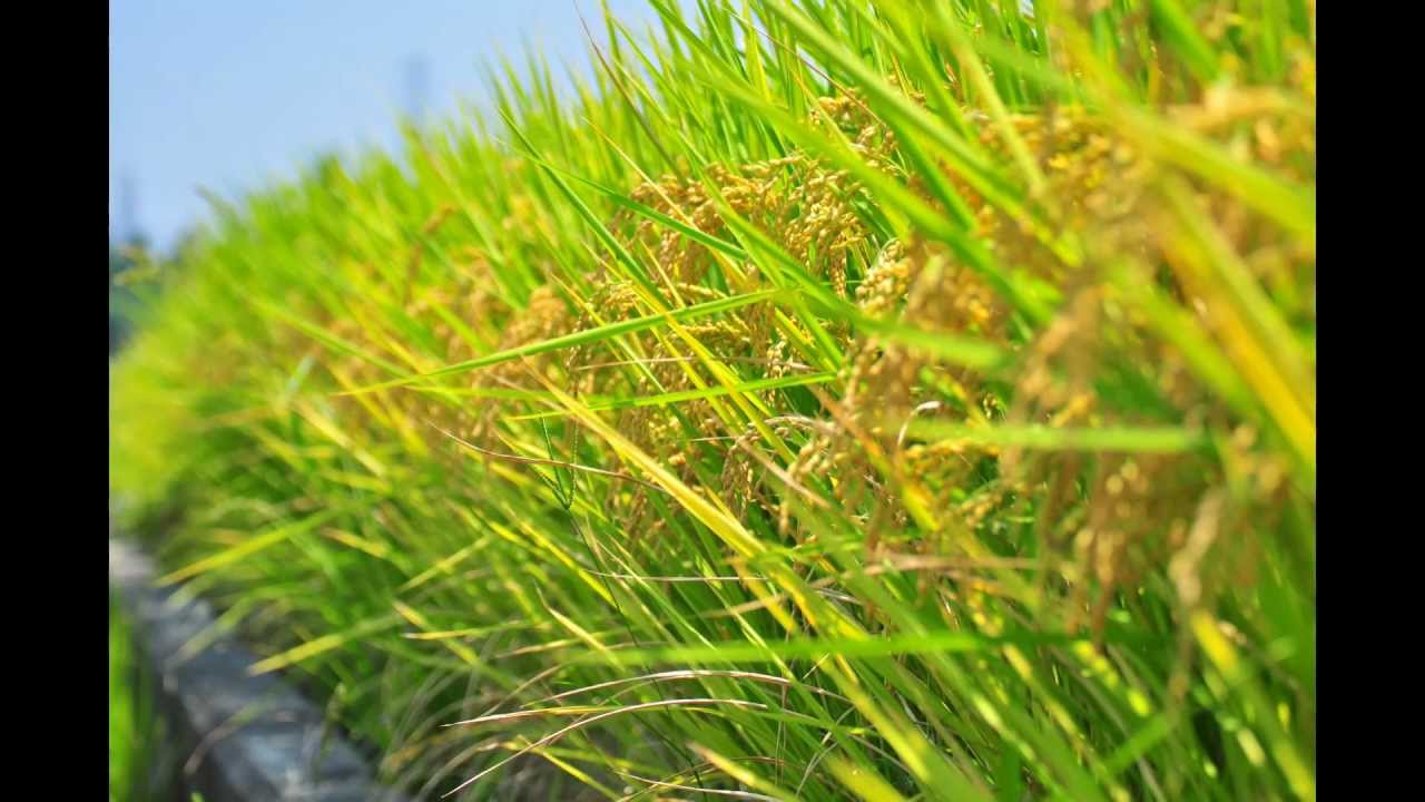 水稻生長 縮時