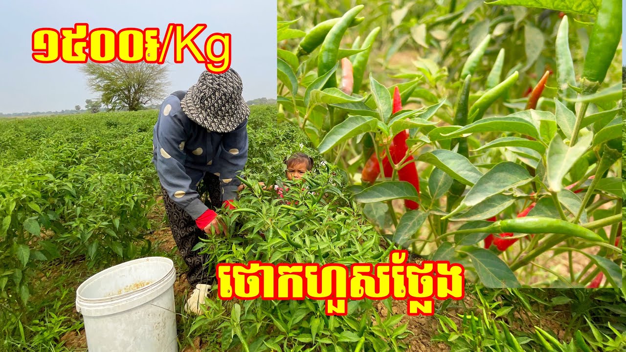 មួយគីឡូ 1500៛ តម្លៃថោកខ្លាំងណាស់