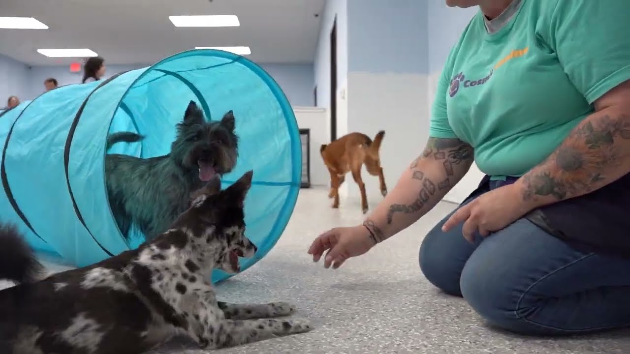 ✨ Unlock Your Dog’s Potential | Daycare & Training at Cosmic CanineCosmic Canine