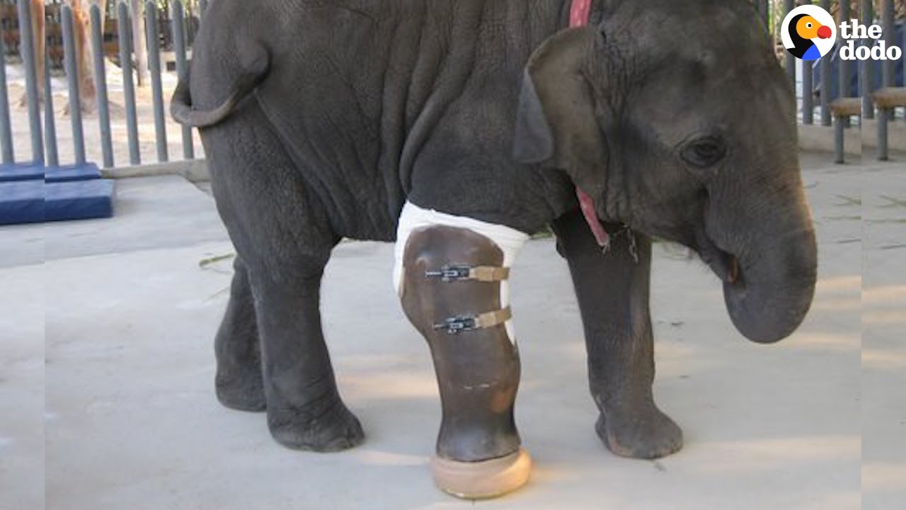 Elephant Gets A Prosthetic Leg | The Dodo