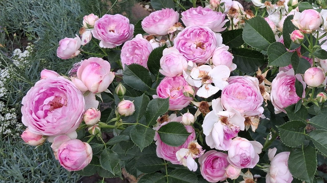 Троянди, що цвітуть у липні 🌹🌹🌹 Прогулянка наприкінці першої хвилі цвітіння