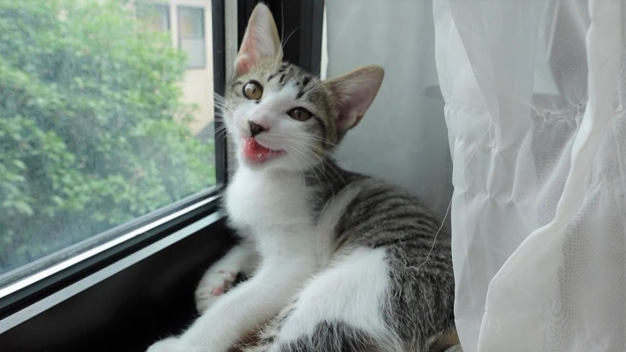 目が合うと嬉しそうにお話ししてくれる子猫
