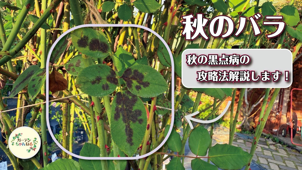 秋バラの病気、ほっとくとどうなる？