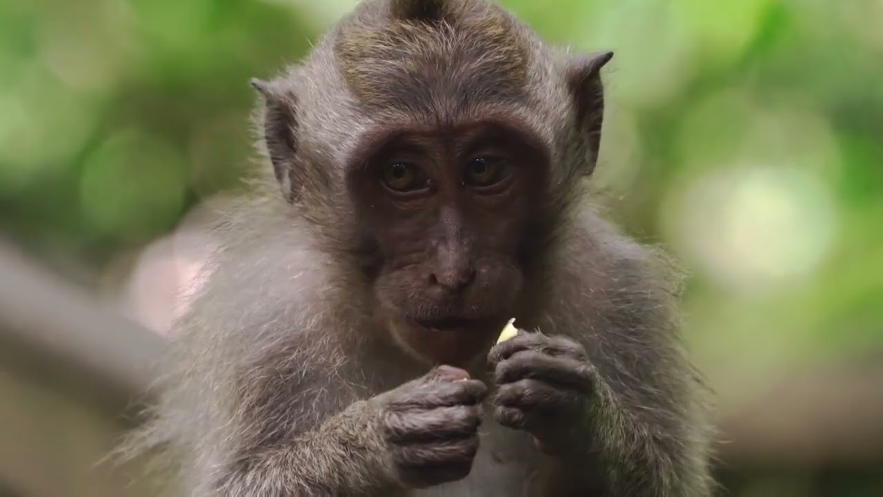 Dia Nacional da Mata Atlântica — Ela Precisa de Você!