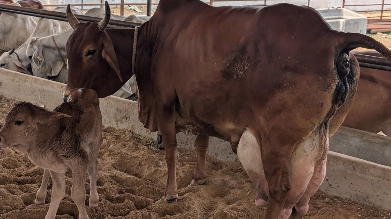 ONE IN A MILLION SAHIWAL COW