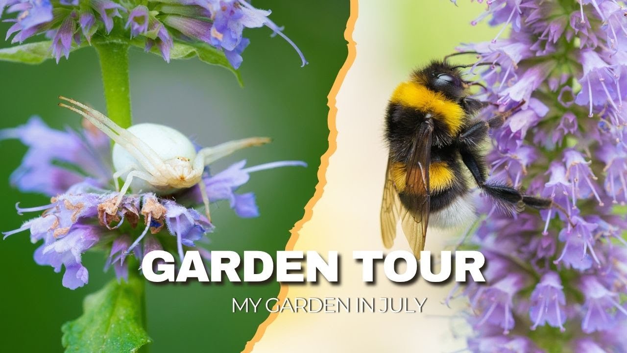 July Cottage Garden Tour | Dahlias, snapdragons, zinnias, bees & tiny spider surprise