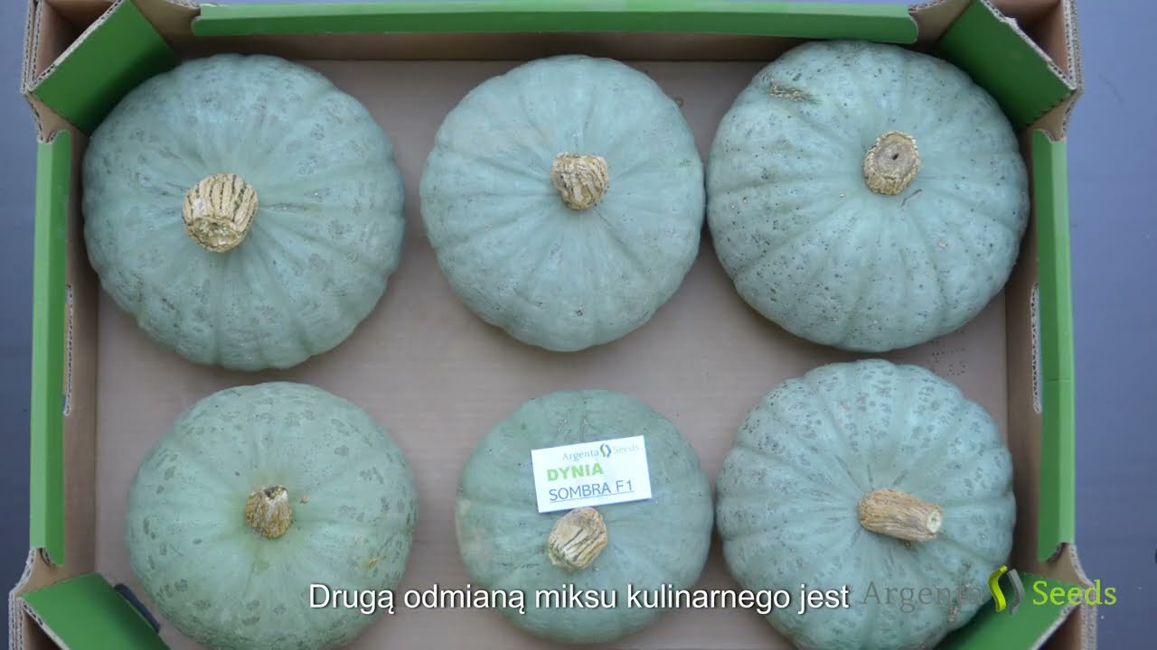 Sombra F1: Dynia szara o owocach o masie 2-3kg
