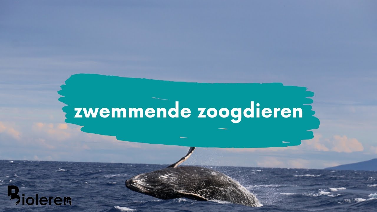Bioleren - Zwemmende zoogdieren