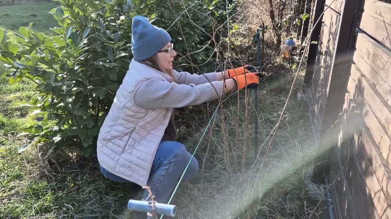 Málna metszése tavasszal: mire kell figyelni?