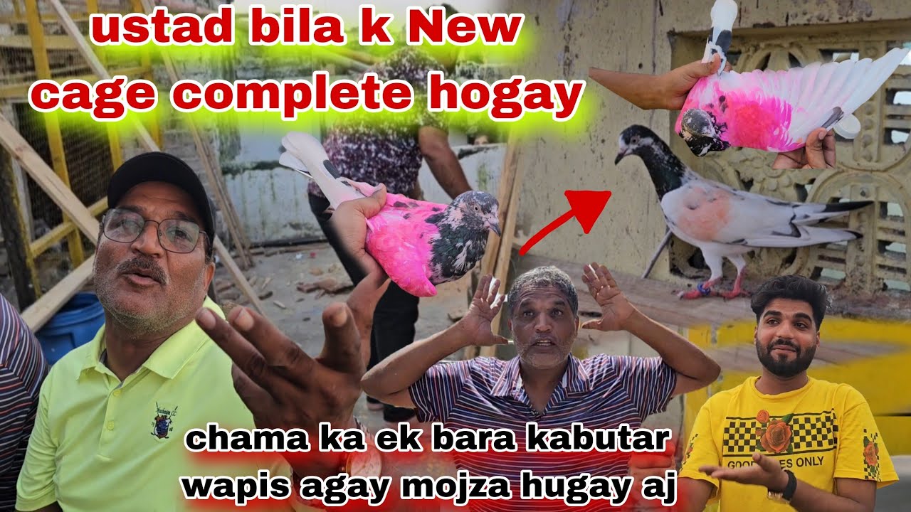 Ustad bila k new cage complete hogay😯ek or bara kabutar wapis agay mojza he hugay