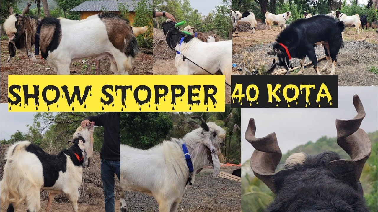 Kota Ka Mall All Top Kota In One Place 100 kg + In Panvel KGN Al Husna Goat Farm.