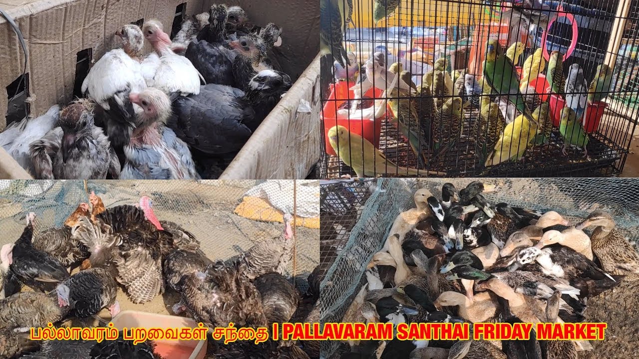 பல்லாவரம் பறவைகள் சந்தை | Pallavaram Santhai Friday Market