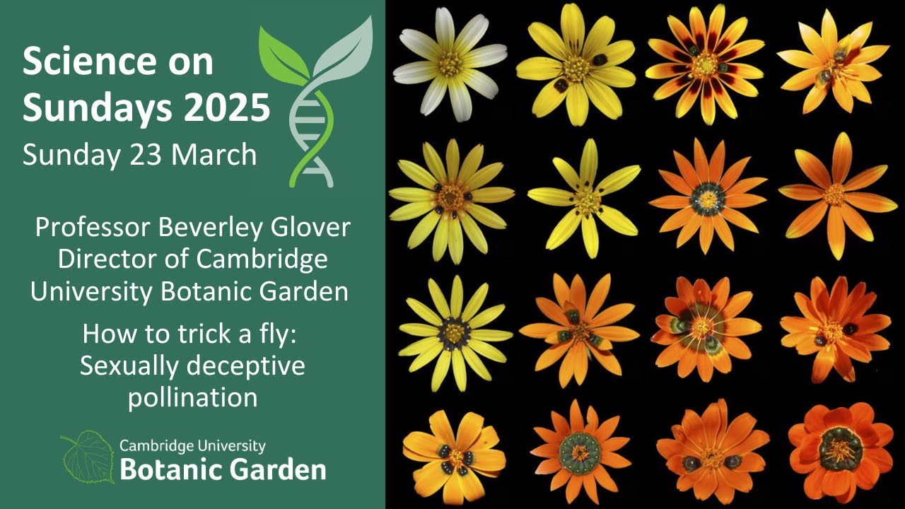 Science on Sundays – How to trick a fly: Sexually deceptive pollination