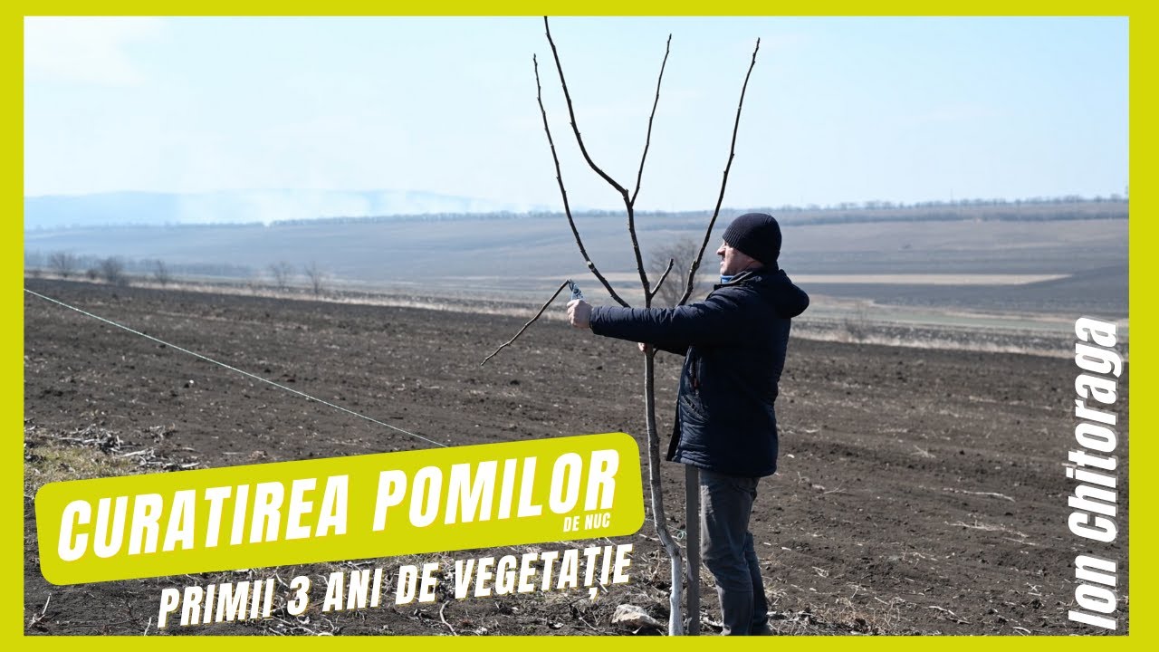 Cum se face curățirea pomilor de nuc cu vârsta de 1, 2 și 3 ani [primăvara 2022]