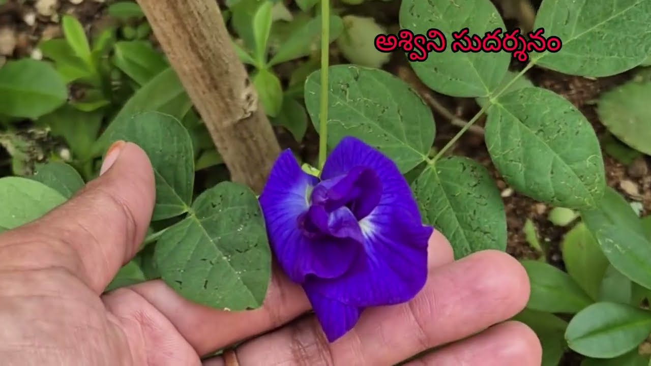 ఇన్స్పిరేషన్ ఎదుగుదలకు దారి చూపుతుంది||కాపీ ఖాళీని మిగులుస్తుంది||జీవితం సులభం కాదు|అశ్విని సుదర్శనం