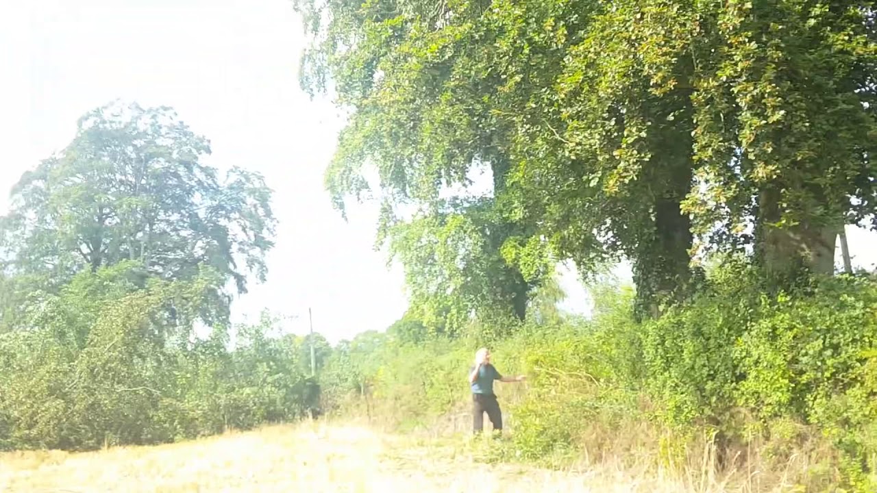 pulling trees