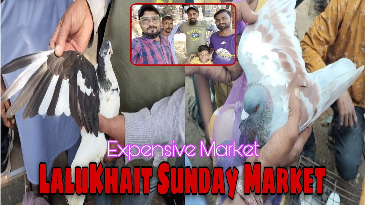 lalukhet birds market 2025 latest update | lalukhet sunday market | kabutar leliye .. 😍