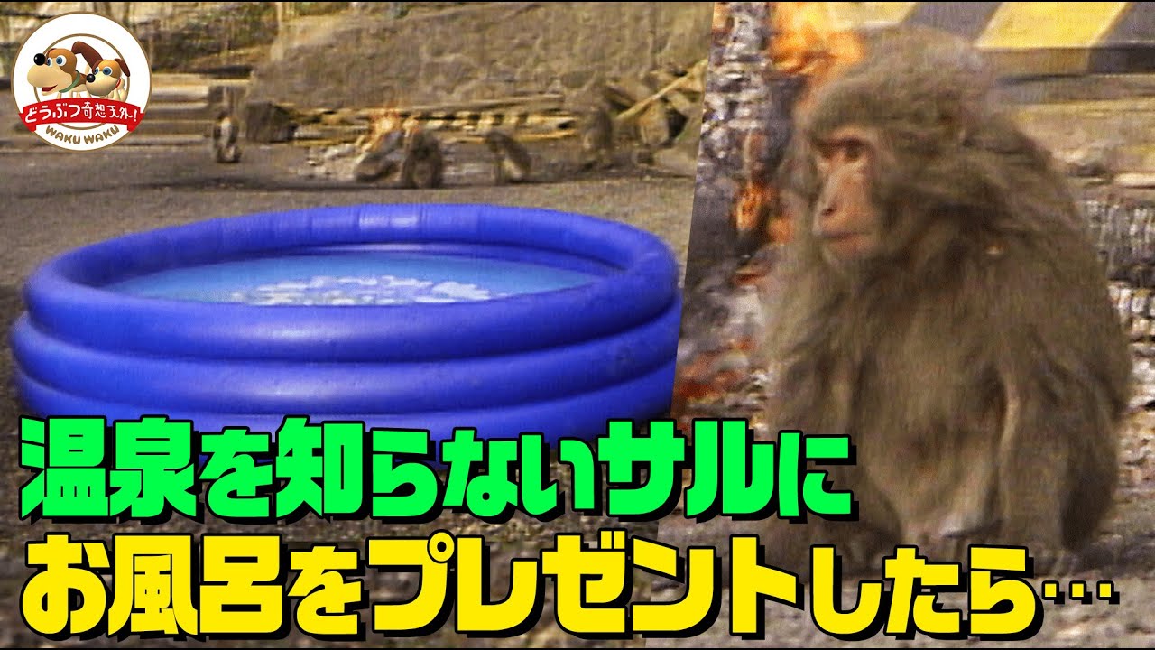 【温泉だよ！全猿集合】温泉に入るニホンザルと焚き火にあたるニホンザル 温泉と焚き火を交換したらどうなる？【どうぶつ奇想天外／WAKUWAKU】