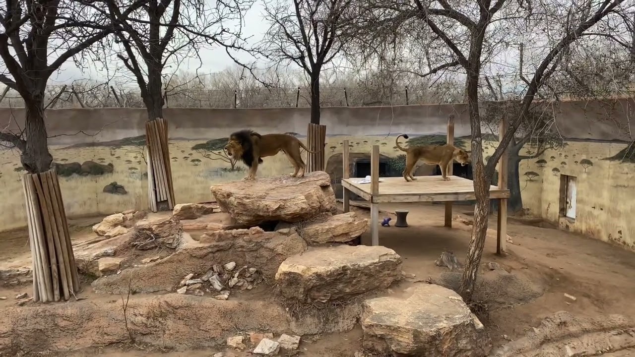 Hear the lions roar!