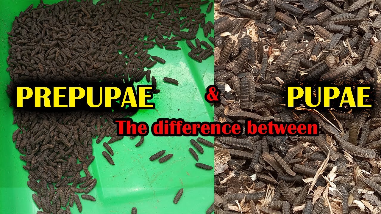 Разница между PREPUPAE и PUPAE в разведении мух Black Soldier | #blacksoldierfly