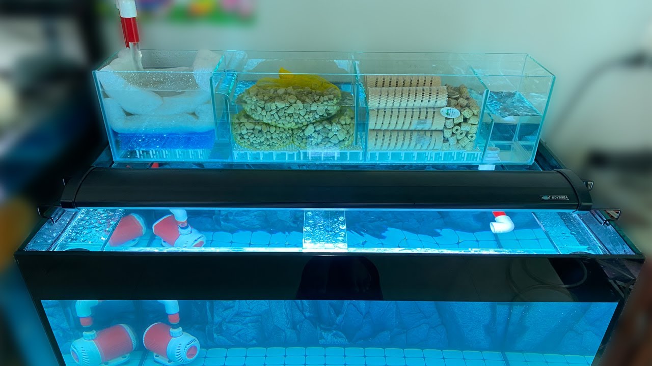 Cách SETUP LỌC TRÀN cơ bản HỒ CÁ RỒNG CỘNG ĐỒNG đơn giản nhưng hiệu quả và cách XỬ LÝ VẬT LIỆU LỌC