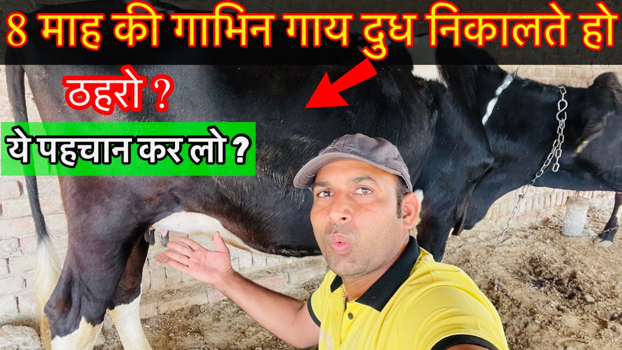 गलती से 8 mahine ki pregnant गाय की धार निकाल रहे हो ऐसे पहचानो 👍 gabhin gay ki pahchan ।