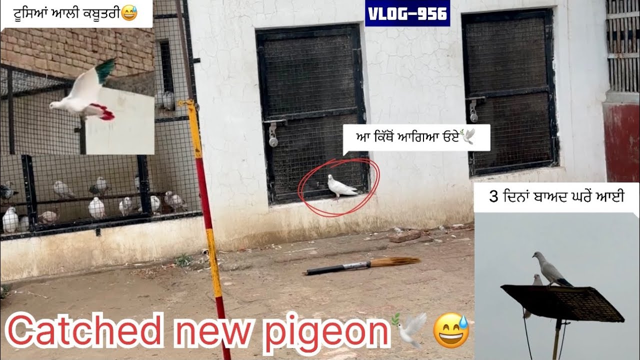ਲਓ ਜੀ, ਅੱਜ 1ਨਵਾਂ ਕਬੂਤਰ ਆਇਆ ਆਪਣੇ ਘਰੇ🕊️|| 3 ਦਿਨਾਂ ਬਾਅਦ ਕਬੂਤਰੀ ਘਰ ਵਾਪਸ ਆਈ|| ਮੀਂਹ⛈️ਨੇ ਬਹੁਤ ਤੰਗ ਕੀਤਾ… 