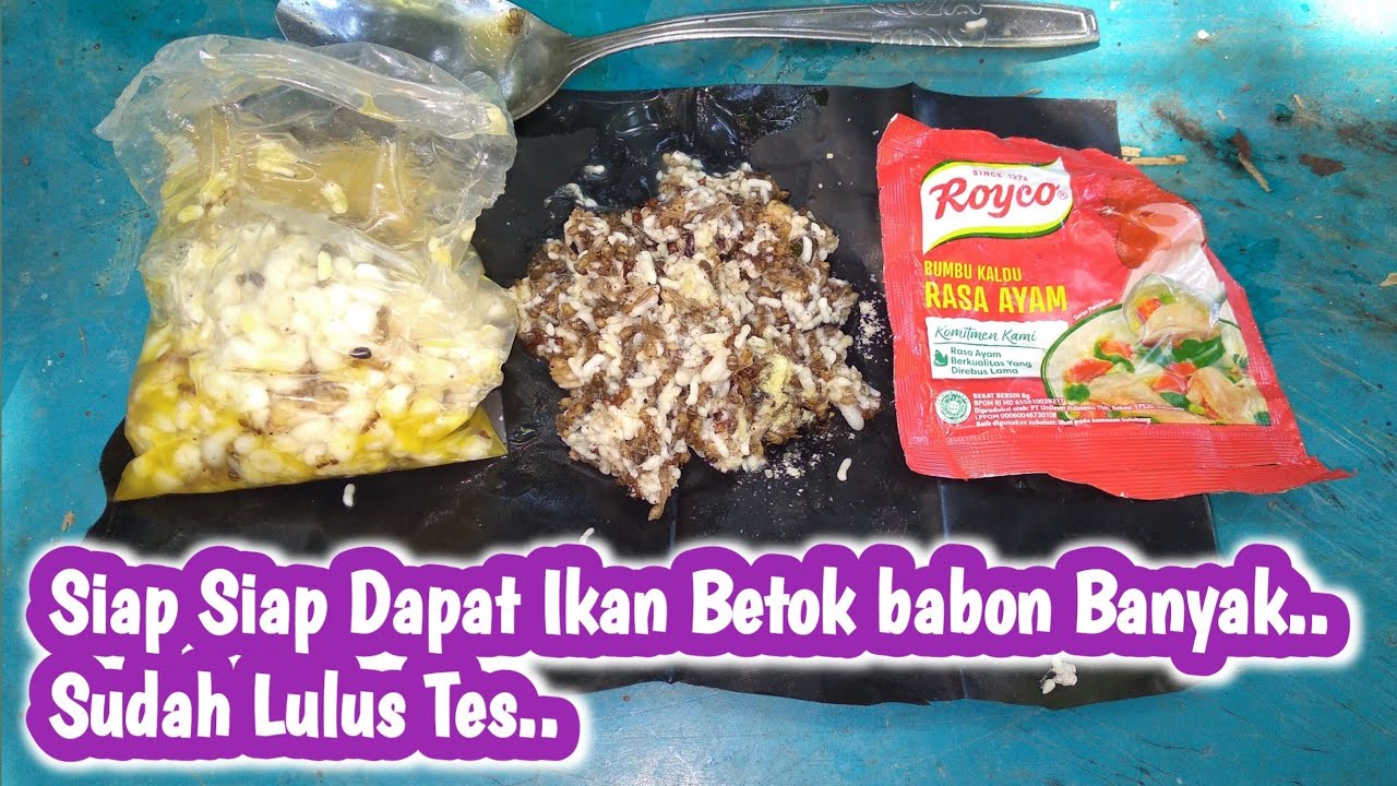 RAHASIA UMPAN IKAN BETOK PALING JITU YANG SERING SAYA GUNAKAN | TES KEAMPUHANYA