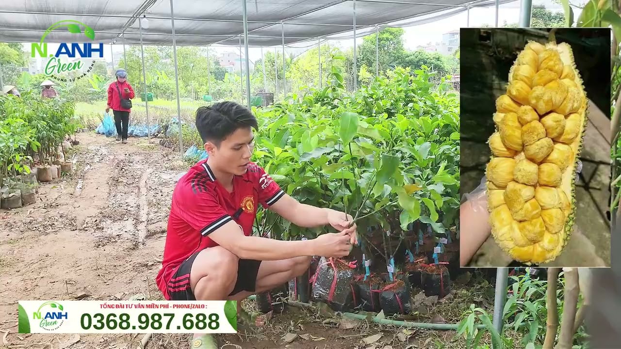 Lạ Lùng Giống Mít Tố Nữ Vị Sầu Riêng - Cực Thơm, Múi To, Dễ Trồng | Nguyên Anh 0368987688