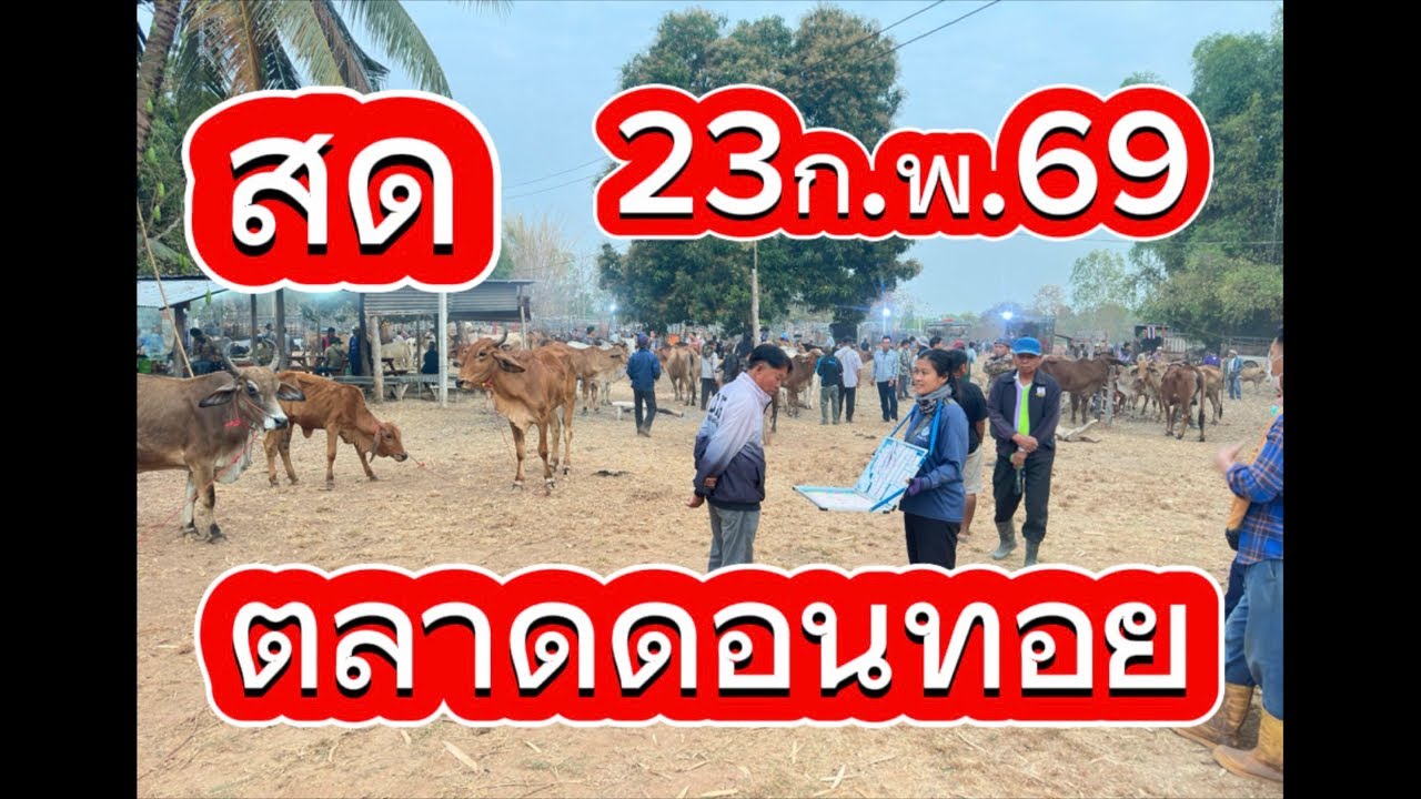 ชมบรรยากาศตลาดนัดโคกระบือดอนทอย อ.อากาศ จ.สกลนคร #ราคาวัววันนี้ 23/2/69