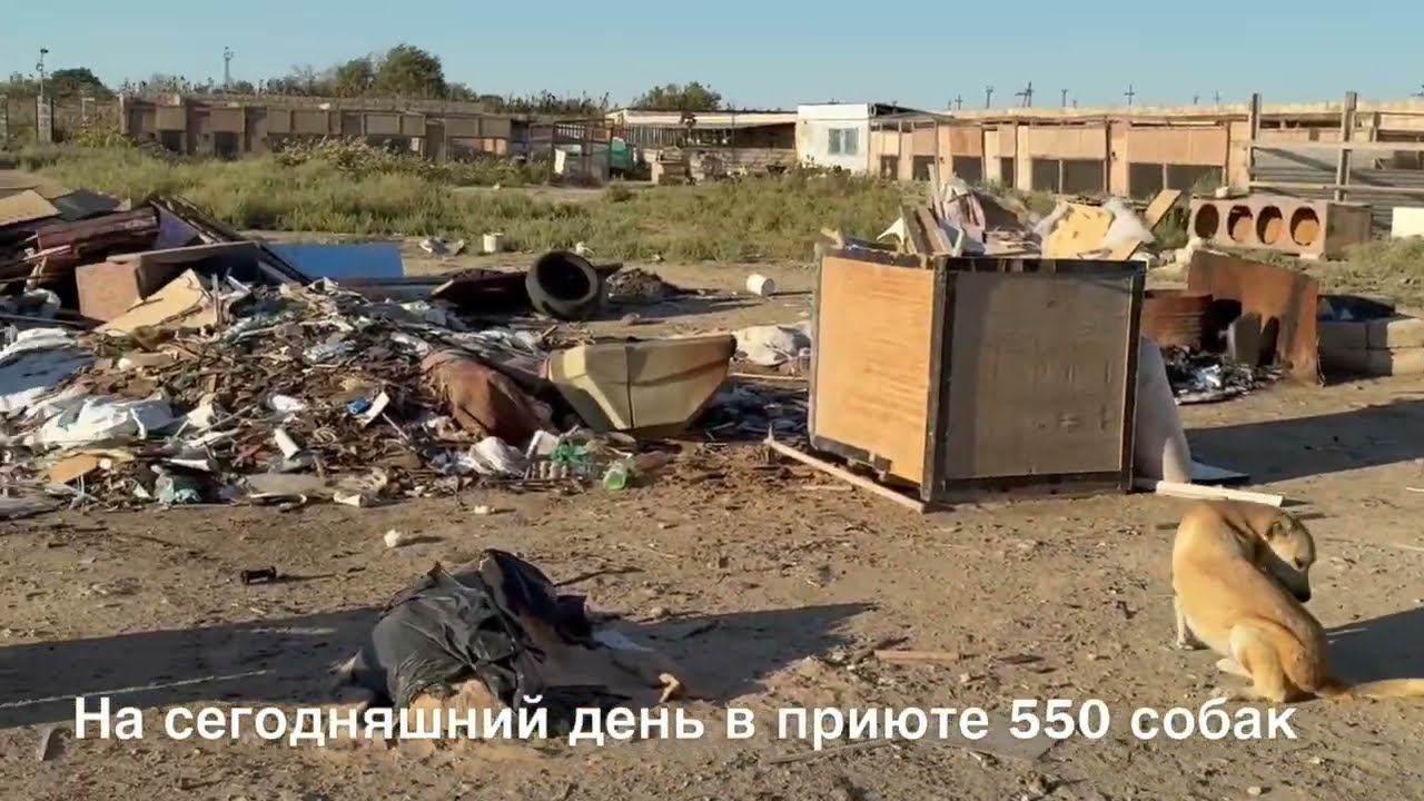 Приюту для животных в Актау нужна помощь жителей и бизнеса