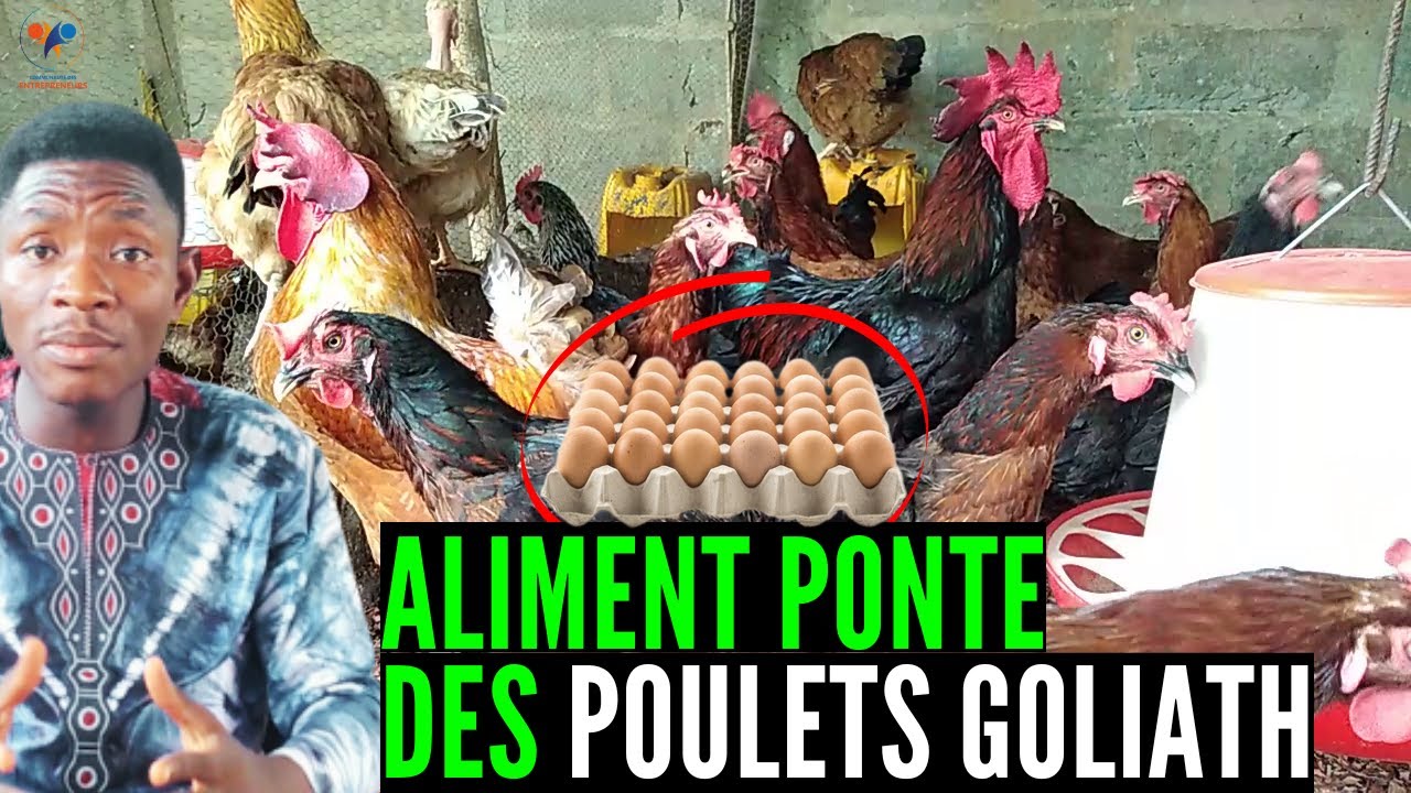 Les 3 CHOSES à SAVOIR sur L'ALIMENT PONTE des Poulets Goliath AVANT L'OBTENTION des Œufs (élevage)