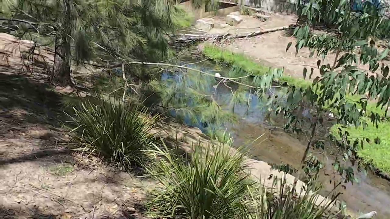 Western Sydney Park Land - Flock of White Cockatoos (Little Corellas)