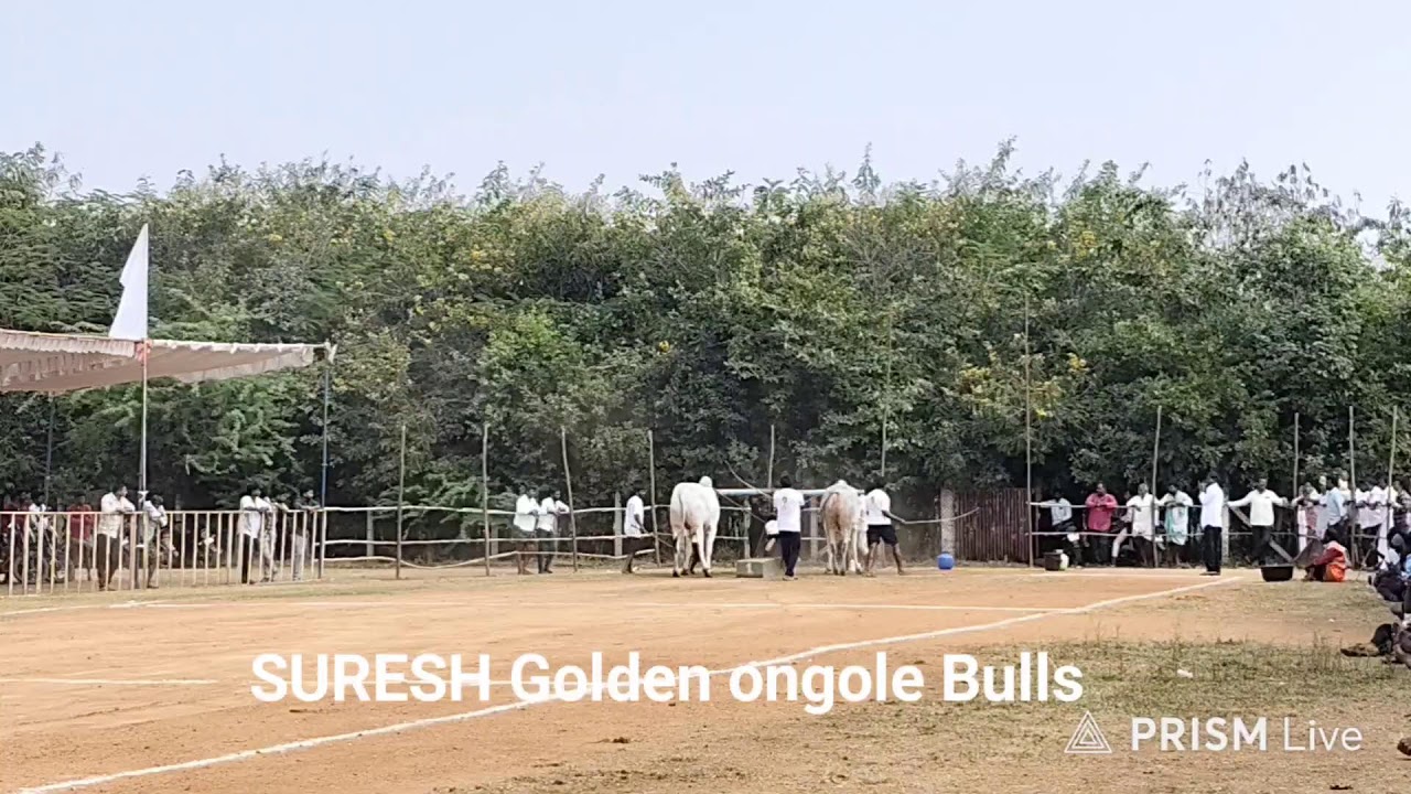 ఉత్తనూరు నాలుగు పళ్ల విభాగం 6 జతగా Live suresh golden ongole