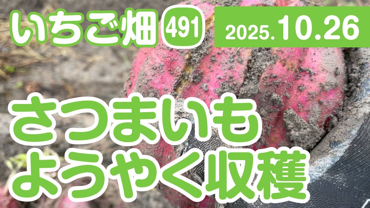 いちご畑【491】さつまいも　ようやく収穫しました