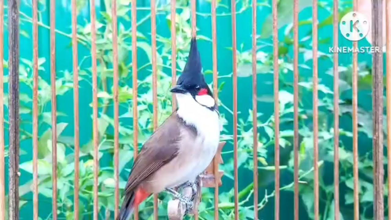 นกกรงหัวจุก จ้าวมาดี สำนวนดี #birds #chaomao #animals #cute #bulbulbird #nature #jambul 