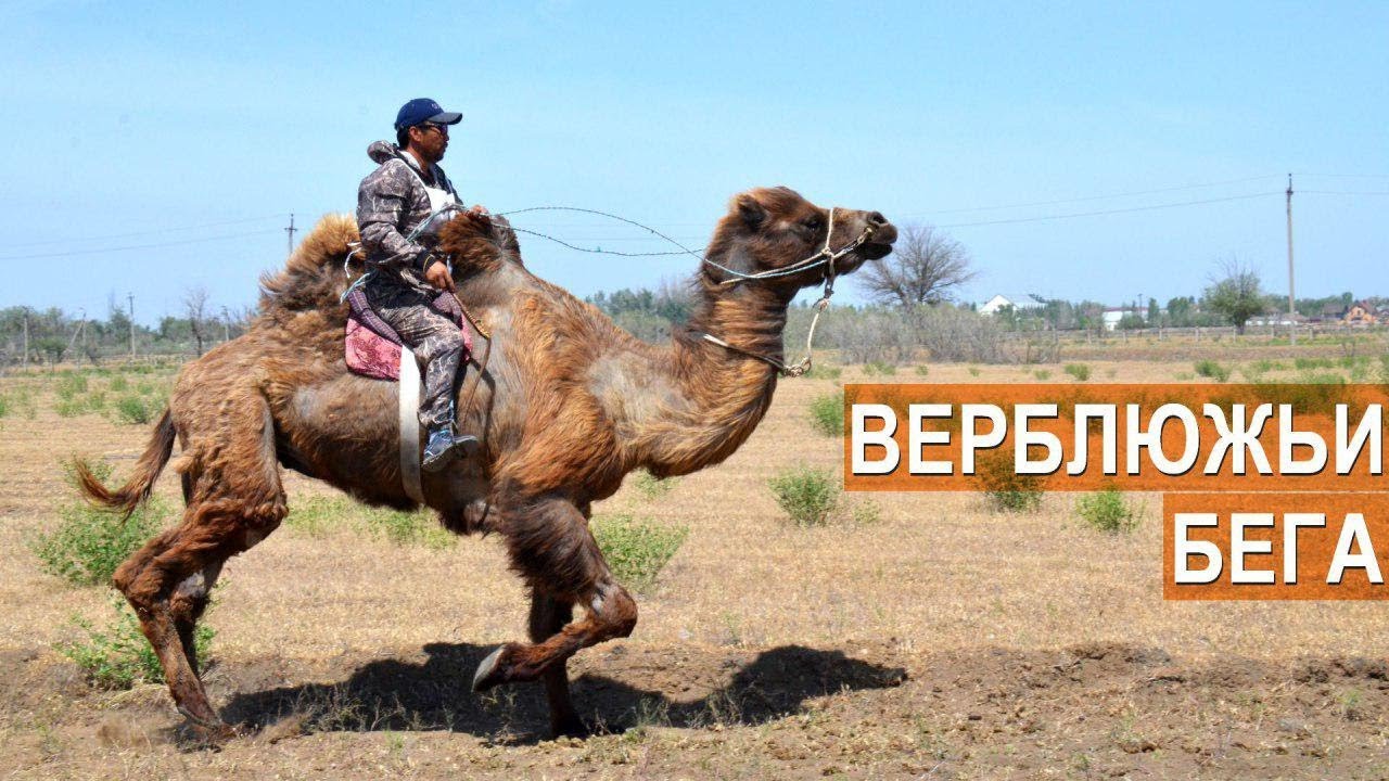 Верблюжьи бега. Астраханская область