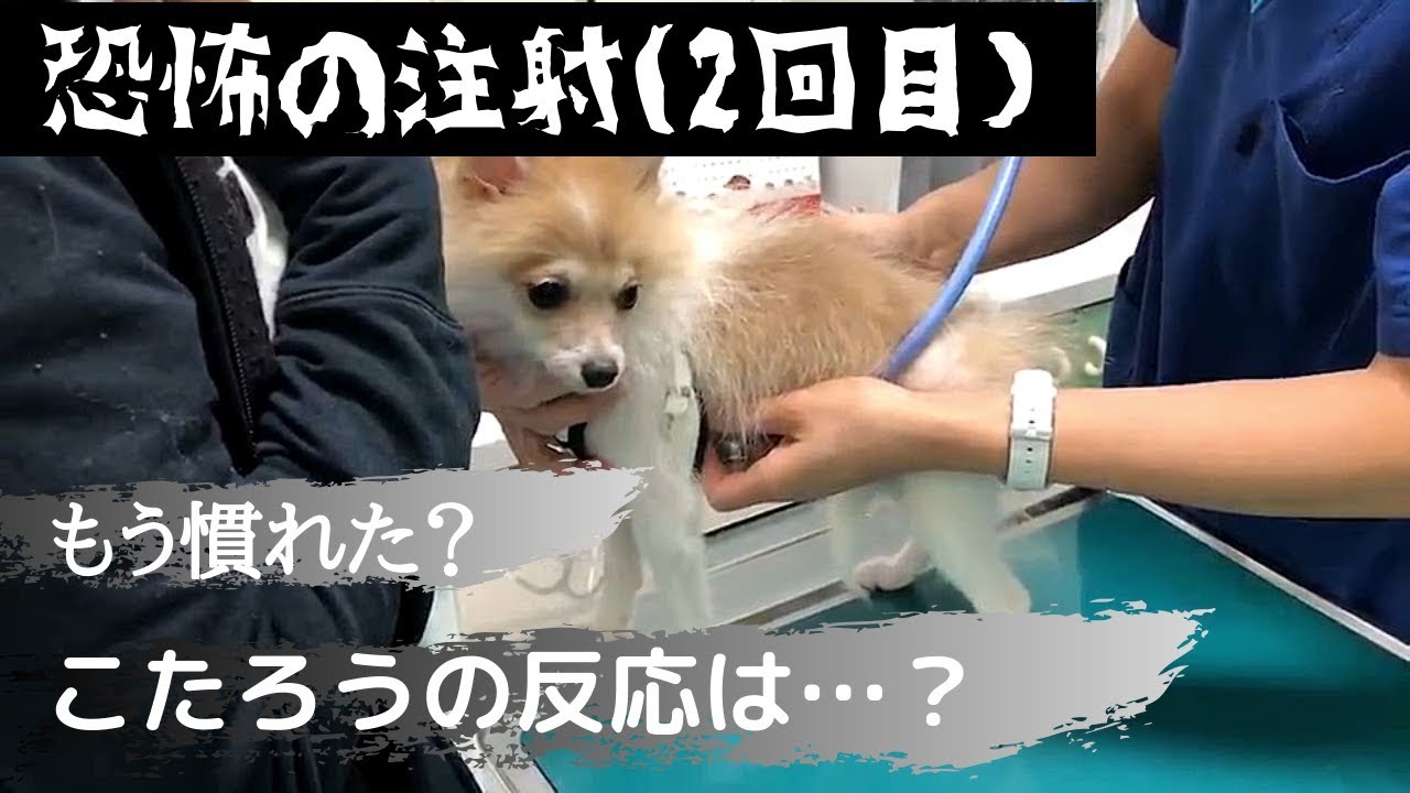 【恐怖再び！？】2度目のワクチン注射にこたろうは…？