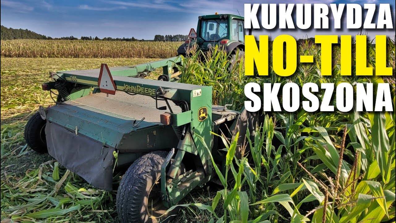 EKOLOGICZNA kukurydza NO-TILL pod KOSIARKE | Technologia fajna ale wymaga dopracowania...