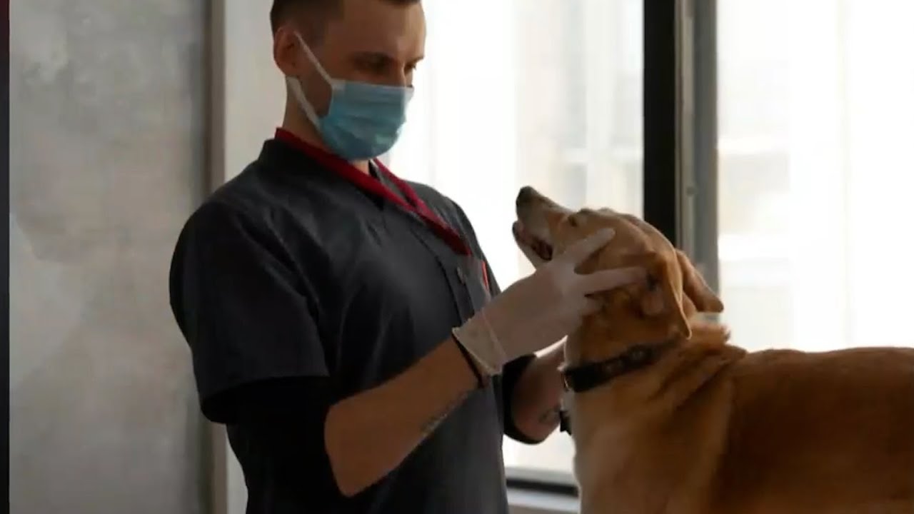 ¿Cada cuánto debo llevar a mi perro o gato al veterinario?
