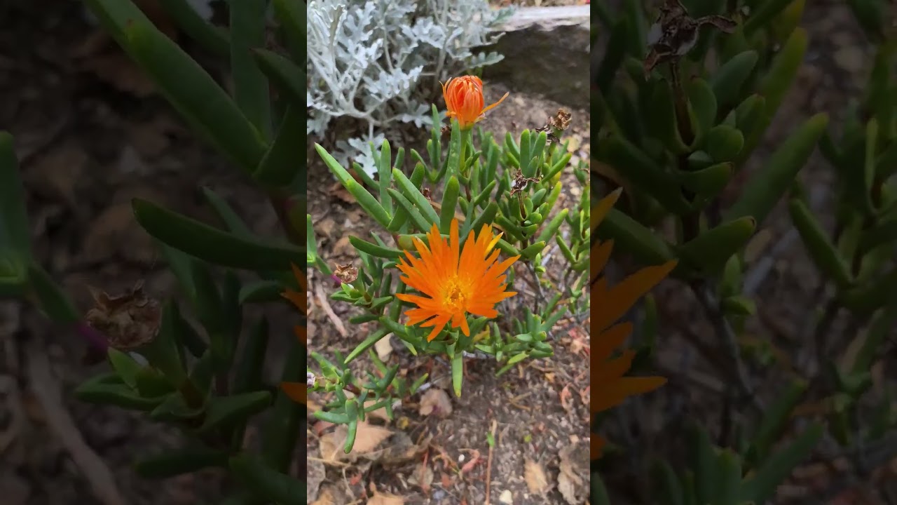 Flores Curiosas, Rayito de Sol, Te Encantara #plantas #flores