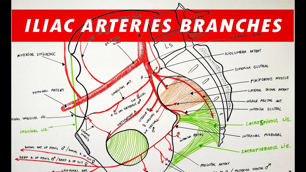 Branches of the Internal and External ILIAC ARTERIES