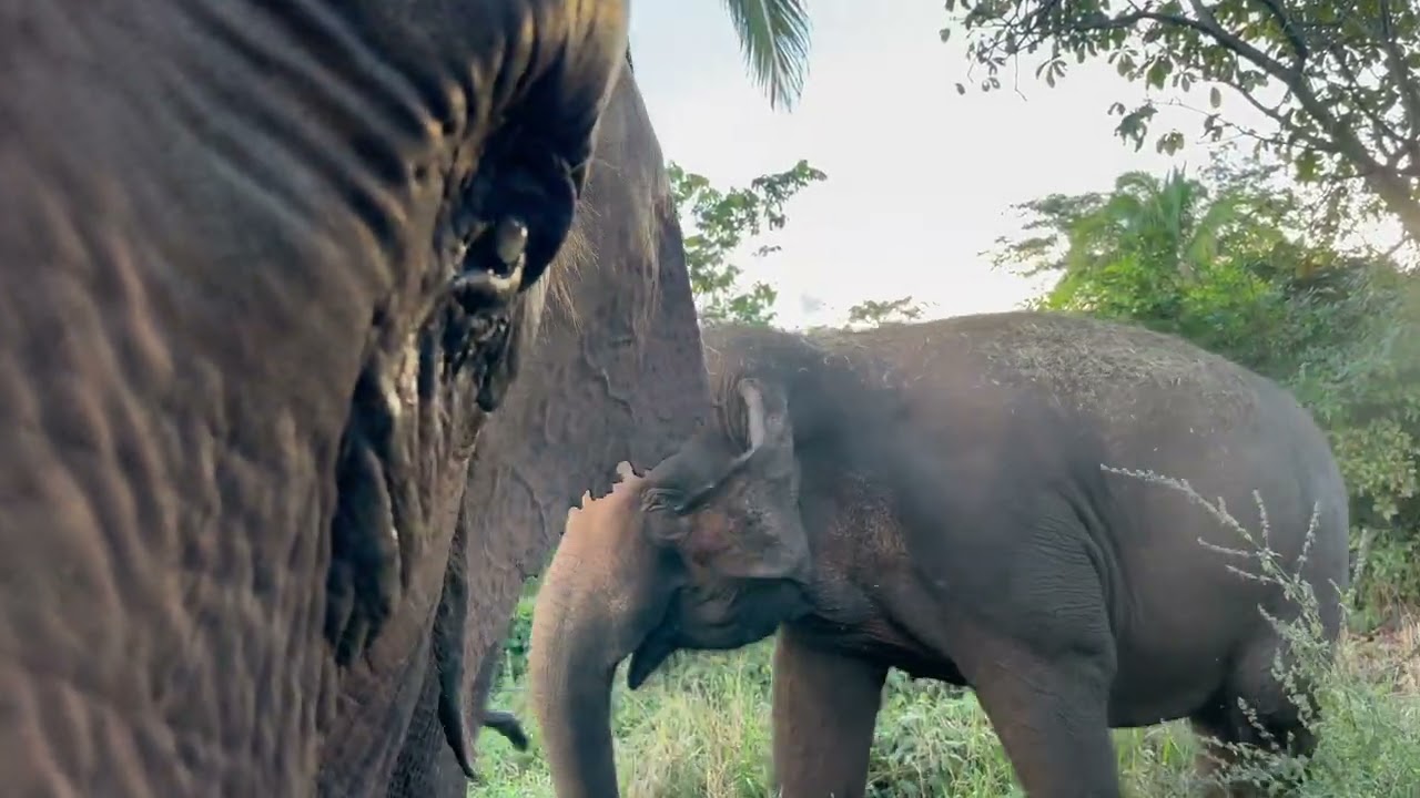 Maia Finds Bambi